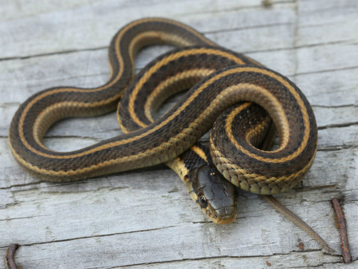 Orange Striped Coast Garter Snake